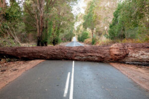 fallen tree across the road